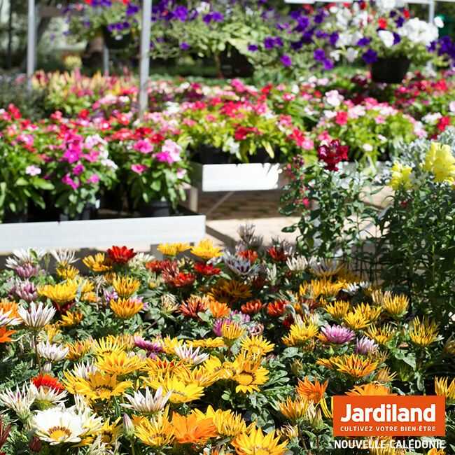 JARDILAND FLEURS