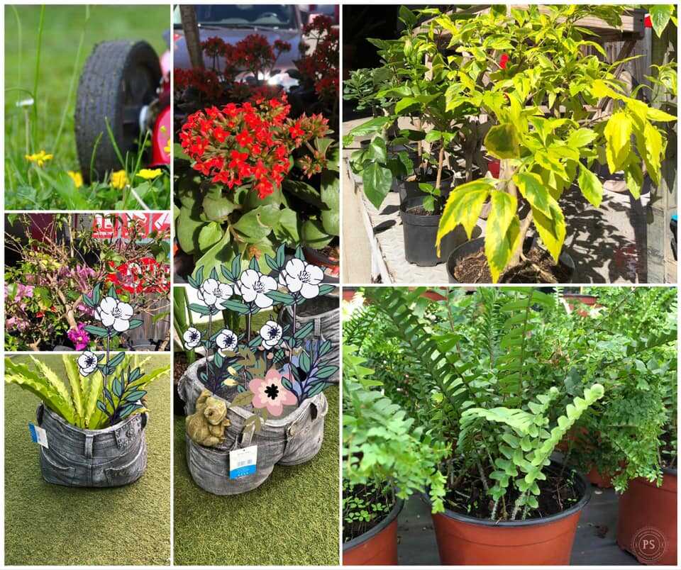 LES BRICONAUTES NOUMEA PLANTES